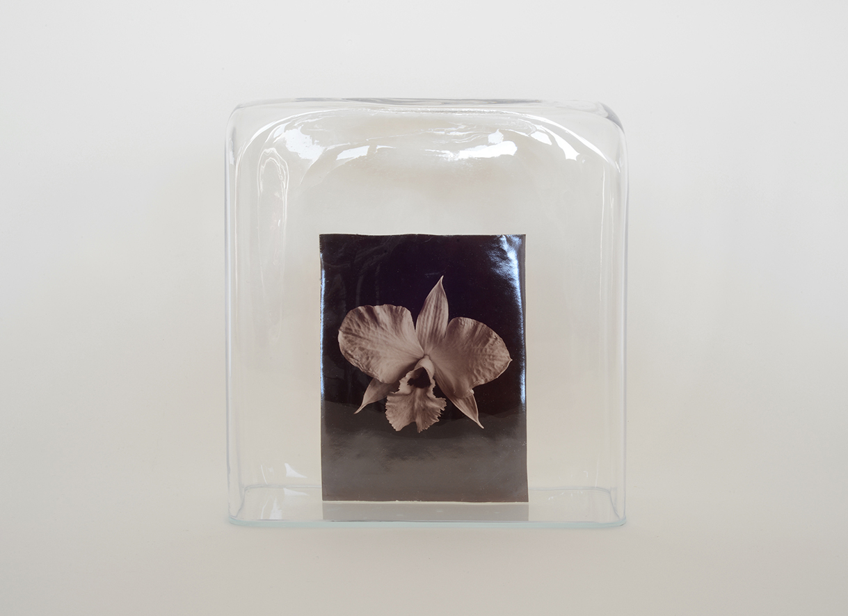 captives 4 orchidée BD
